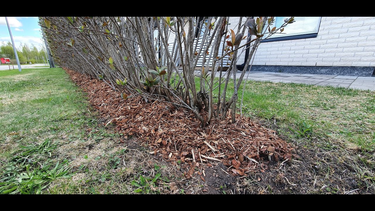 Aroniapensaat ja kuorikate