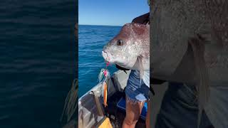 Download Lagu The SNAPPER QUEEN 👸 #snapper #fish #fishing #jiging MP3