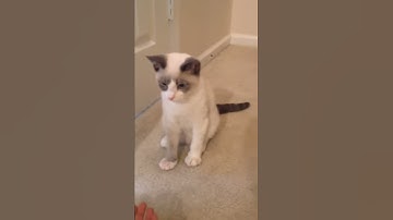 Pookies day after de-claw surgery