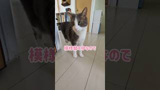 3匹猫の朝時間 #猫のいる暮らし #cat