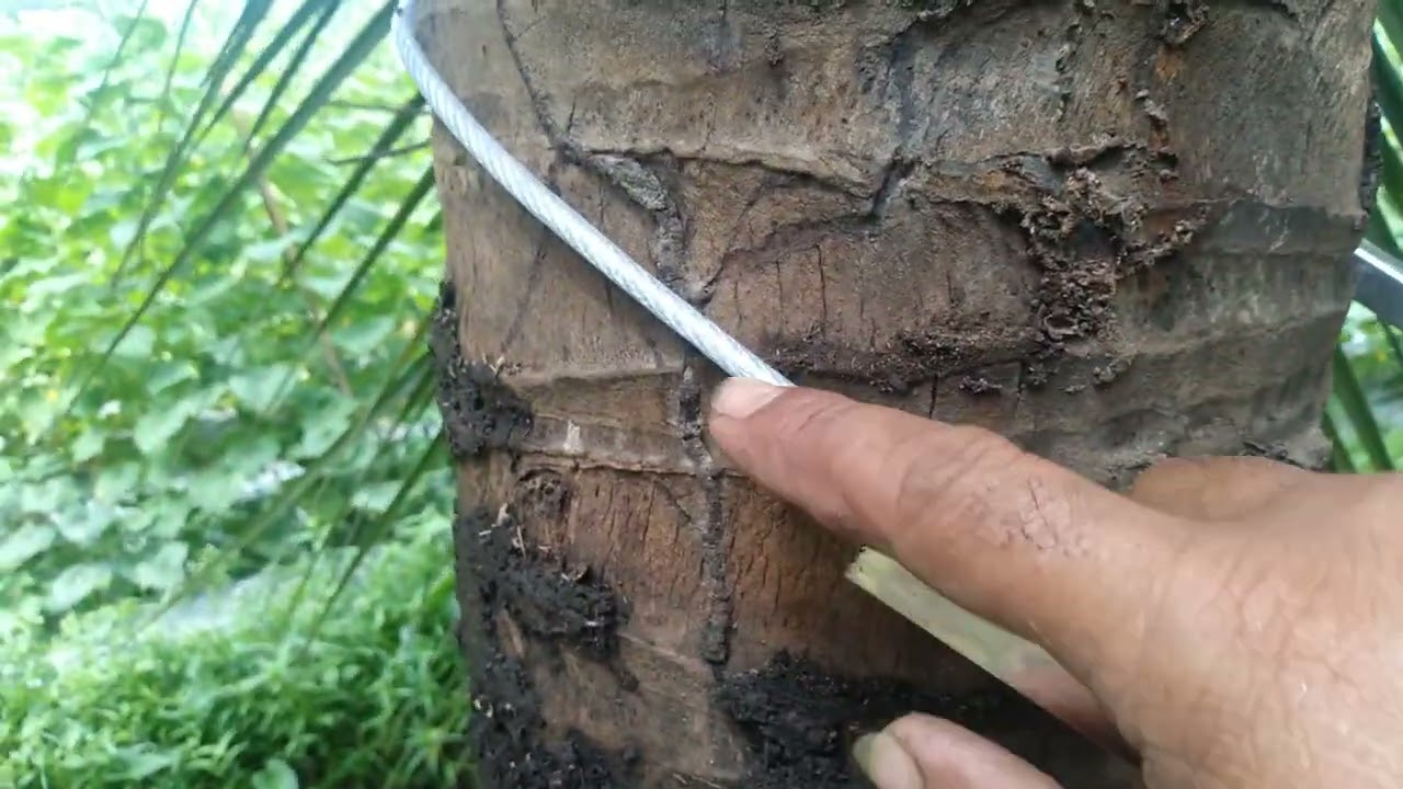 Chế tạo thành một đồ dụng cụ leo dừa 