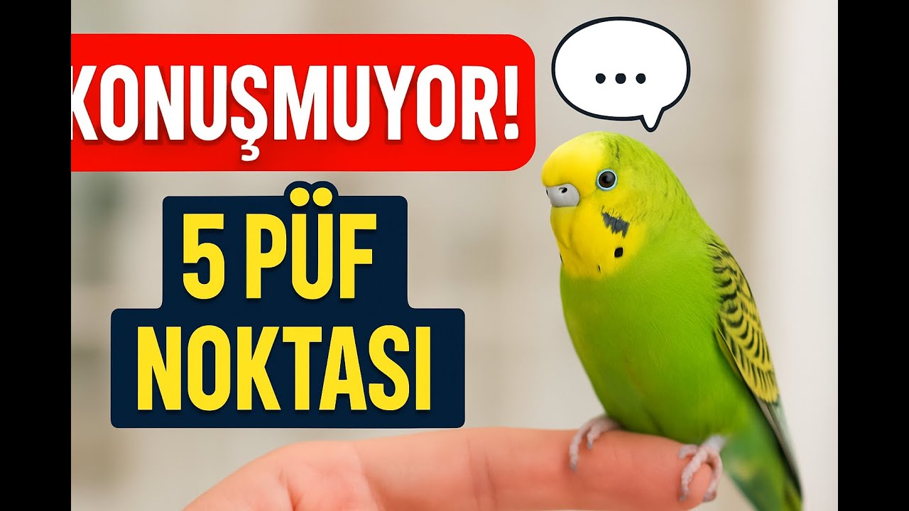 Muhabbet Kuşum Konuşmuyor! Ne Yapmalıyım? İşte 5 Etkili Yöntem 🧠🐦