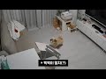 놀줄 아는 강아지 #shorts