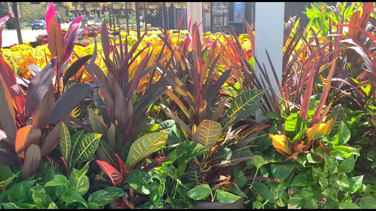 Поехала за продуктами и застряла в строительном магазине. Буйство цветов в садовом отделе.