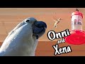 Onni Cockatoo And Xena Warrior Princess hummingbird