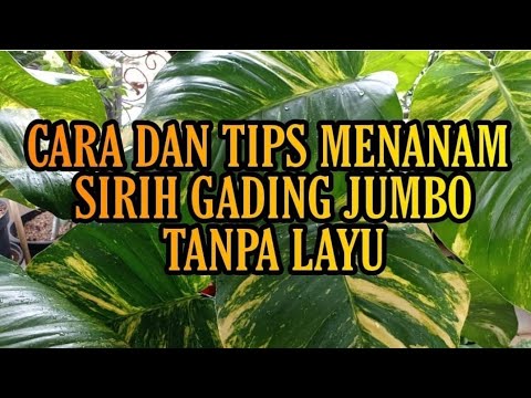 Cara Menanam Sirih Gading Daun Lebar