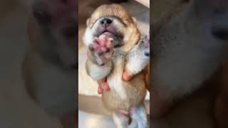 Dog Video,Dog Sounds,Puppy Video,Puppy Sounds,Dog Watching,Cute And Lovely Puppy #dog