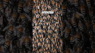 Apiphobia