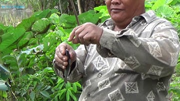CÂU CÁ RÔ - PERCH FISHING