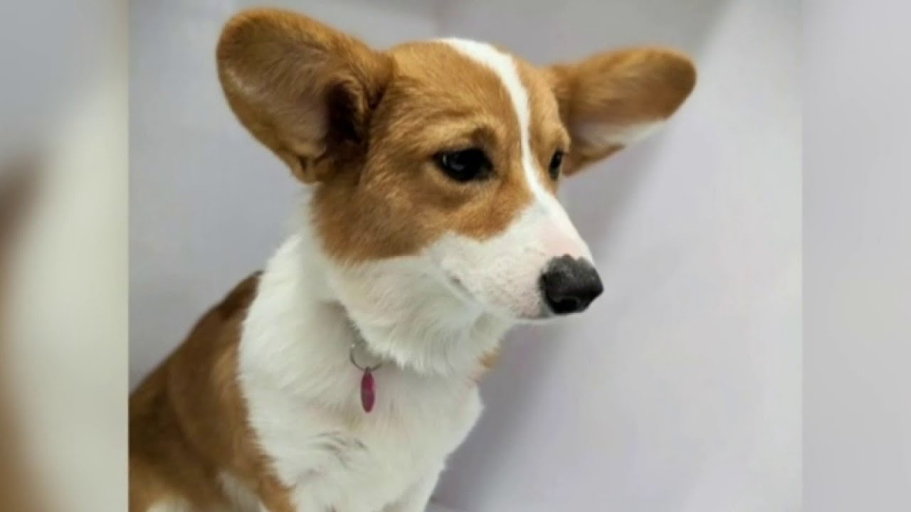 Where Can I Get My Dog Spayed For Free In Houston At Mickey Bermudez Blog Where Can I Get My Dog Spayed For Free In Houston At Mickey Bermudez Blog