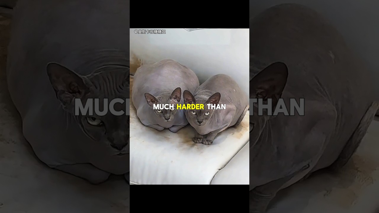The problem with hairless cats 🐱👀