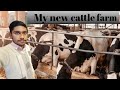 My new cattle farm