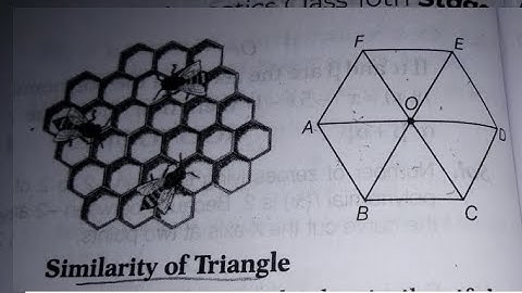 case study question on similar triangles,  Beehive, similarities of triangle,  class 10