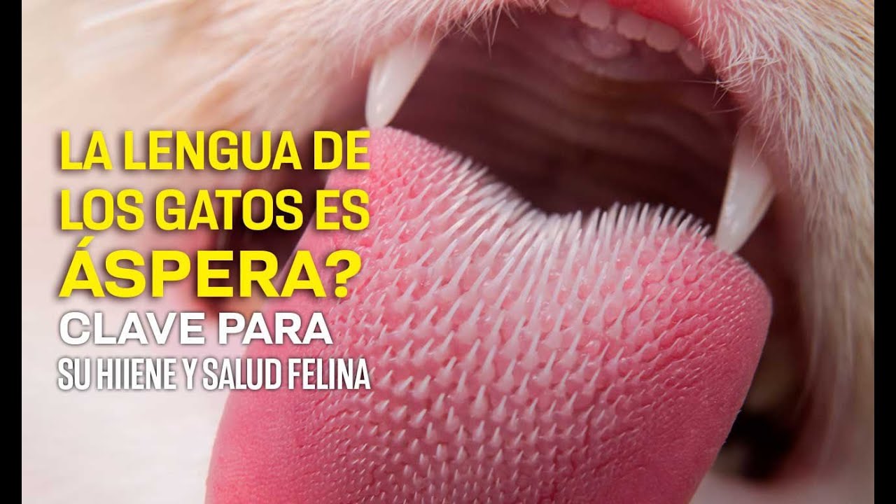 Por Qu La Lengua De Los Gatos Es Tan spera Claves Para Entender Su por-qu-la-lengua-de-los-gatos-es-tan-spera-claves-para-entender-su