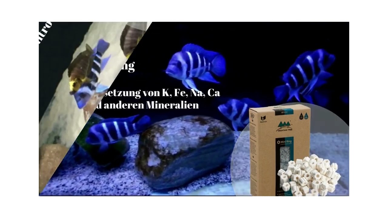 MALAWI BUNTBARSCH AQUARIUM MOUNTAIN TREE DE