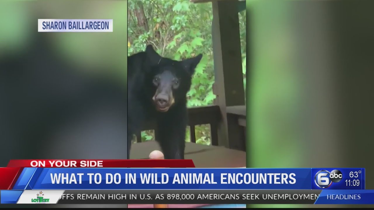 What to do in wild animal encounters YouTube