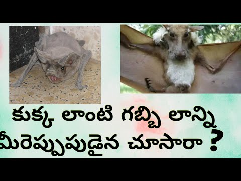కుక్క లాంటి గబ్బిలం | Dog Bat