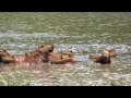 Capivara _ Capybara (Hydrochoerus hydrochaeris)