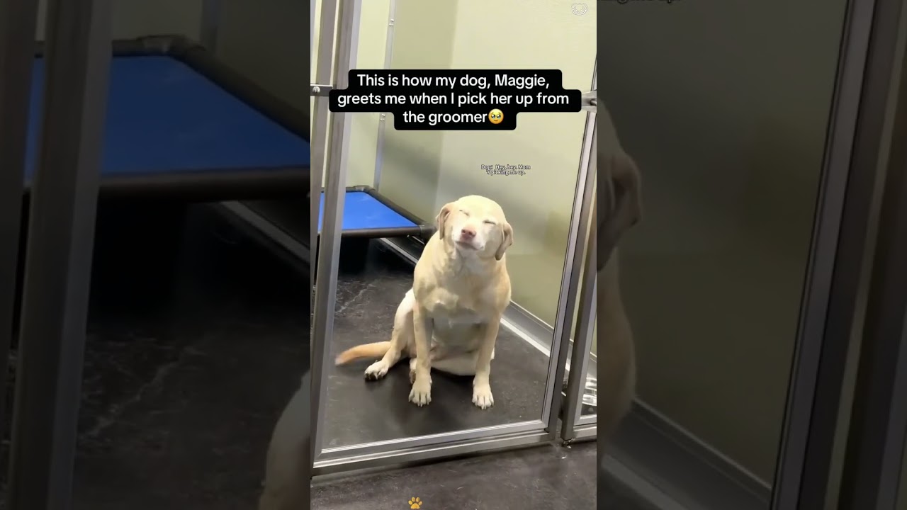 Who would say no to a well-mannered dog