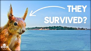 Searching for the Lost Squirrels of Britain on this Remote Island