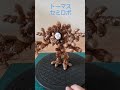 トーマスセミの抜け殻ロボ完成#shorts