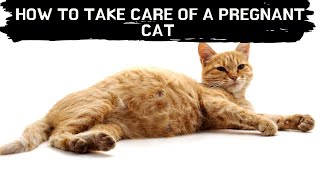 How to take care of a pregnant cat Updated 2022 || Pregnant cat care || pregnant cat giving birth