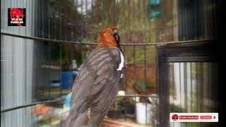 ANIS KEMBANG ngeriwik tanpa jeda