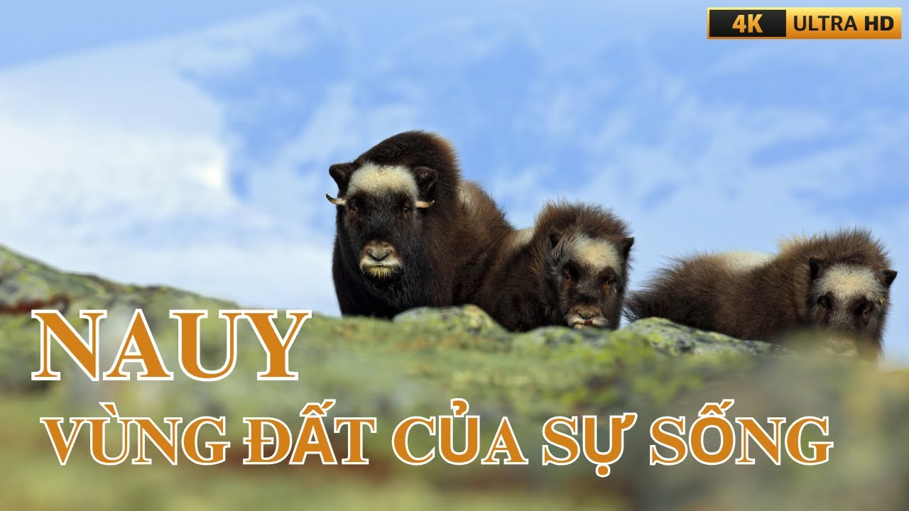 NAUY VÙNG ĐẤT CỦA SỰ SỐNG - VIDEO 4K