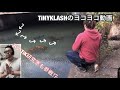 【リクエスト企画】タイニークラッシュのヨコヨコアクションをあの方と解明していく⁉︎(DRT TiNYKLASH OneSideGlide)