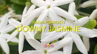 Downy jasmine flowers -by radha Lagadapati.