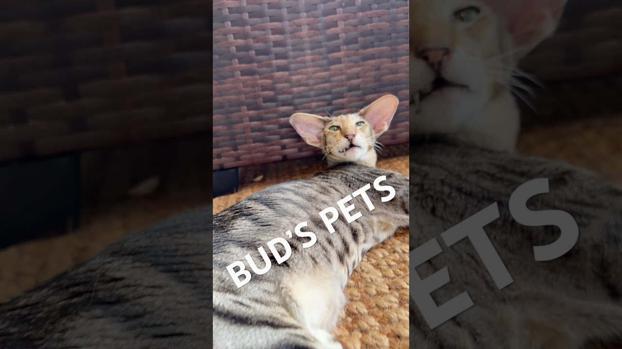 Introducing my pets because you’re probably tired of looking at me.
