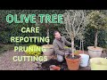 Olive tree care pruning propagating repotting