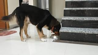 Bhutia/Gaddi dog dinner time.he is cooper.#bhutiadogs #gaddi #dogsdinner