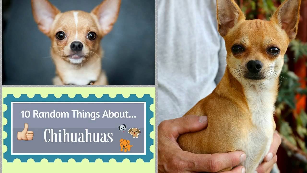 things about chihuahuas