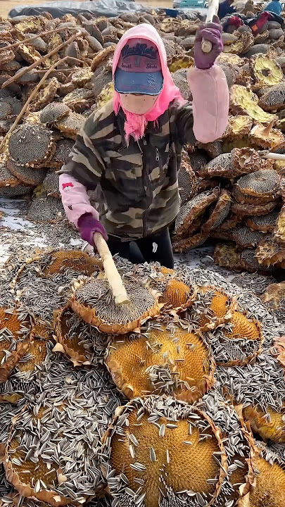 Harvesting sunflower seeds process