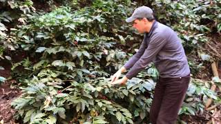 Dr. Schwarz | Coffee Pruning Method Used Explained