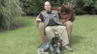 Suryia the Orangutan and Roscoe the Dog- Friends at First Sight