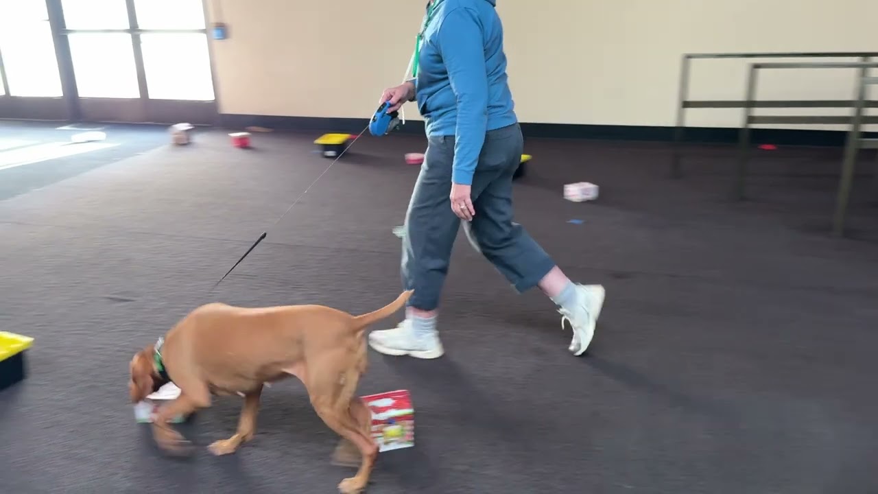 Vizsla Keyla AKC Scent Work Master Containers Quailfy