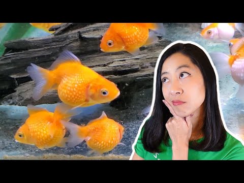 Wideo: Stop Aquarium Dumping: Humanly Usuń swoją rybę