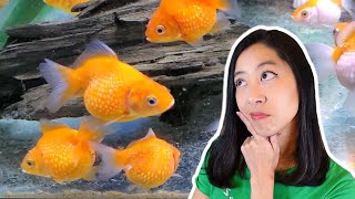 Stop Your New Fish from Dying with this ONE simple method 💀