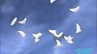 Dove Balloons from Doveballoons co uk