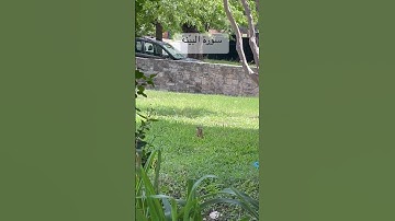 #سورة_البينة #قران_كريم #المصحف #عبدالباسط_عبدالصمد #اكسبلور #العراق #طيور #kuranıkerim #birds #usa