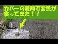 カバーの隙間で雷魚が食ってきた！！  A snakehead was biting at pocket of cover!!