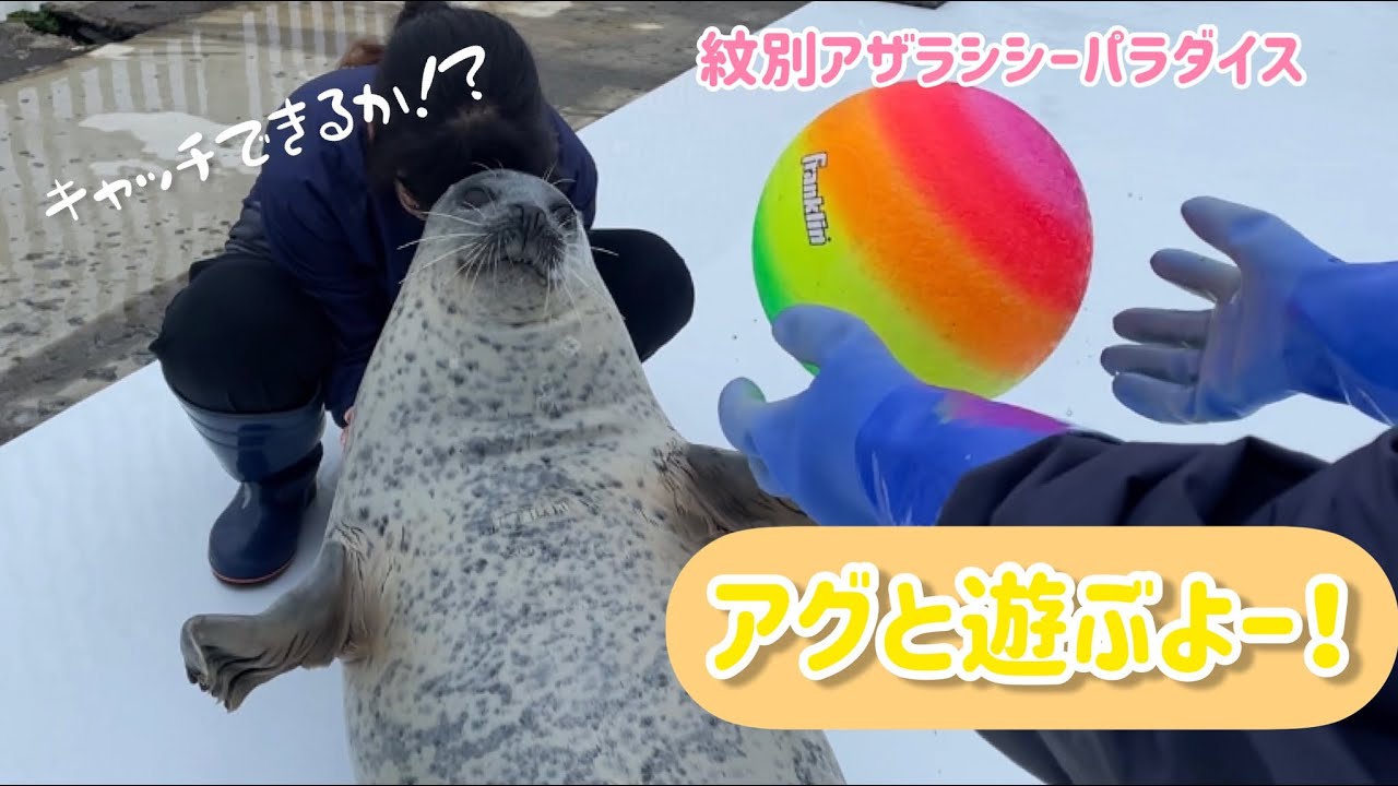 【紋別アザラシシーパラダイス】おじいちゃんアザラシだけどまだまだ現役！たくさん遊びます！