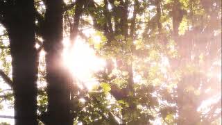 Ancient Loops - Diffusion Filter Dream Sequence