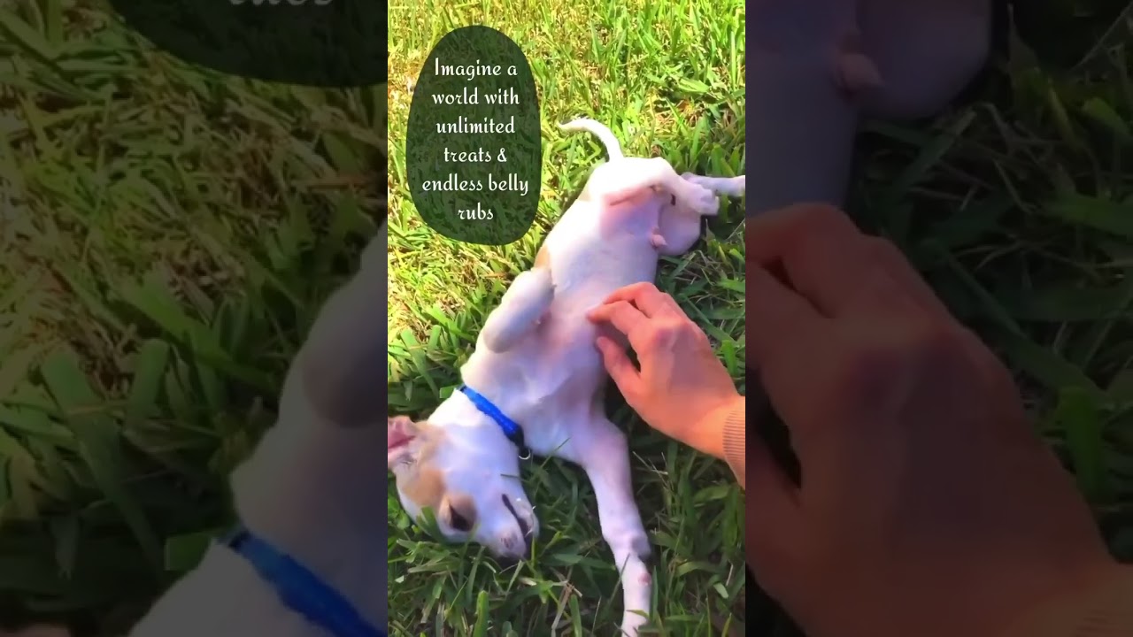 Cute Puppy Getting a Belly Rub 