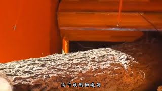 碎枝机在园林改造中起到的作用有多大？