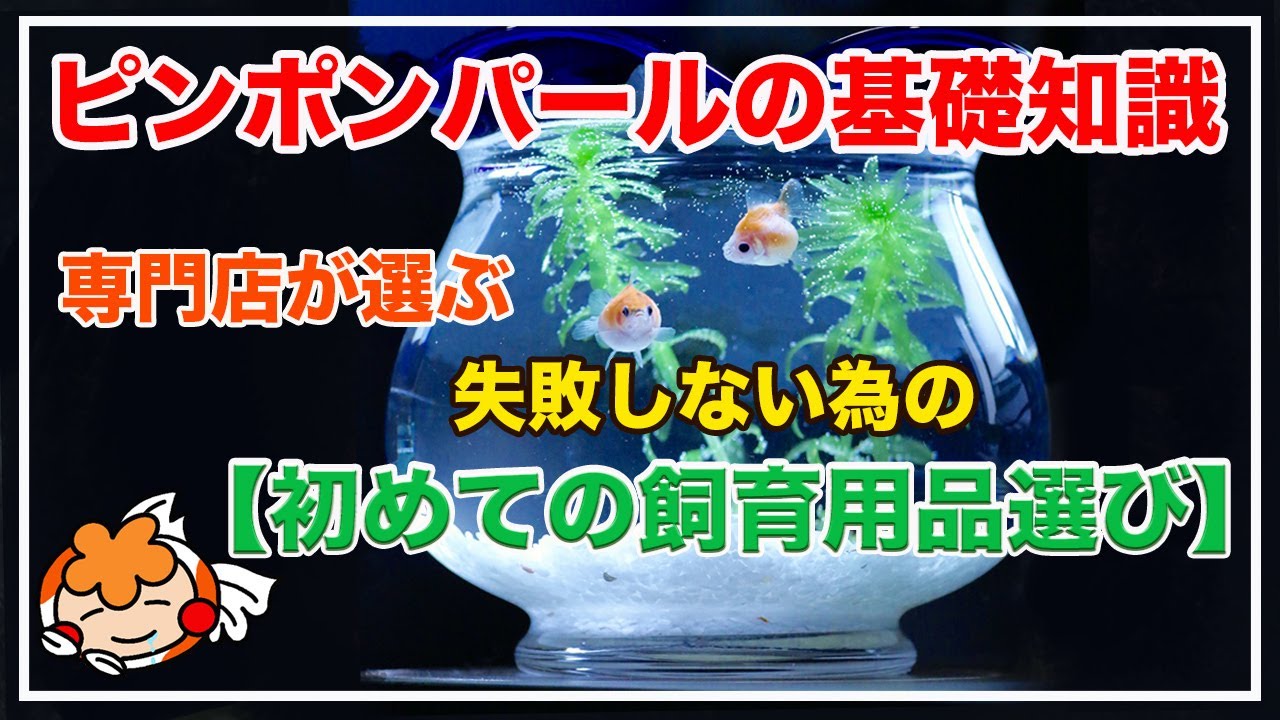 ピンポン パール 飼い 方