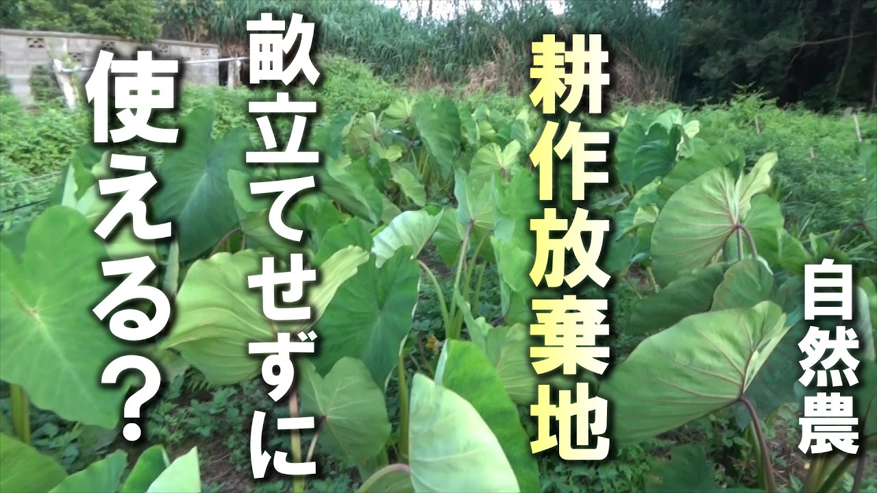 【自然農】「耕作放棄地」畝立てせずに使える？2026年2月12日【natural farming】