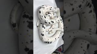 Cow RETIC MAGIC!!
